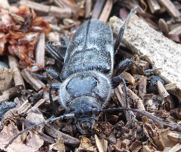 Bildbeschreibung und Urheberrecht