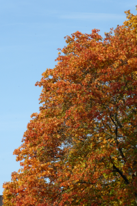 Bildbeschreibung und Urheberrecht