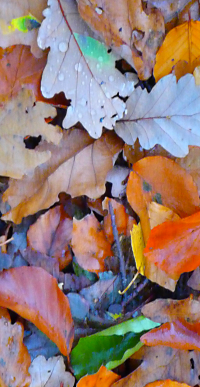 Bildbeschreibung und Urheberrecht