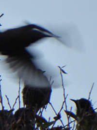 Bildbeschreibung und Urheberrecht