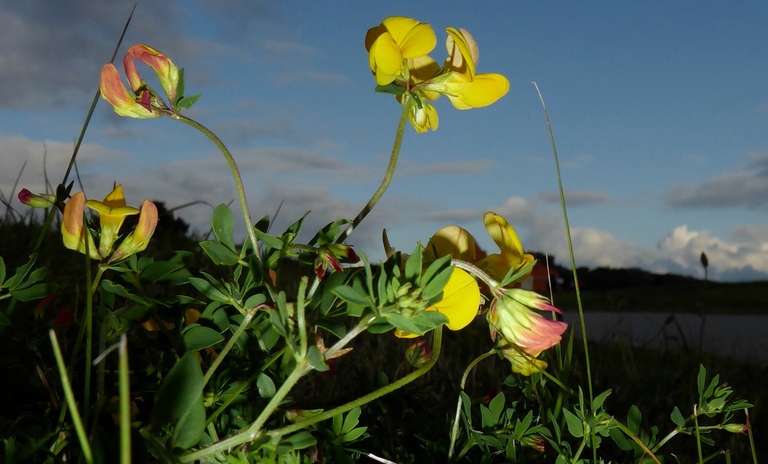 Bildbeschreibung und Urheberrecht
