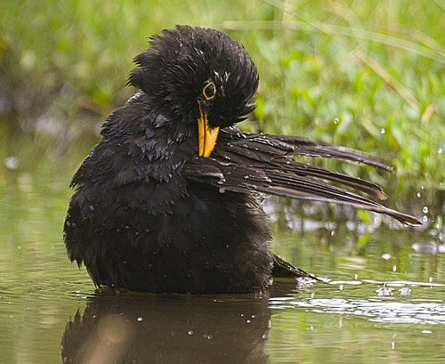 Bildbeschreibung und Urheberrecht