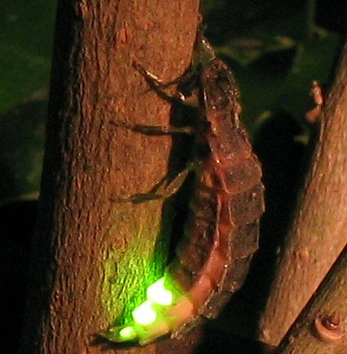 Bildbeschreibung und Urheberrecht