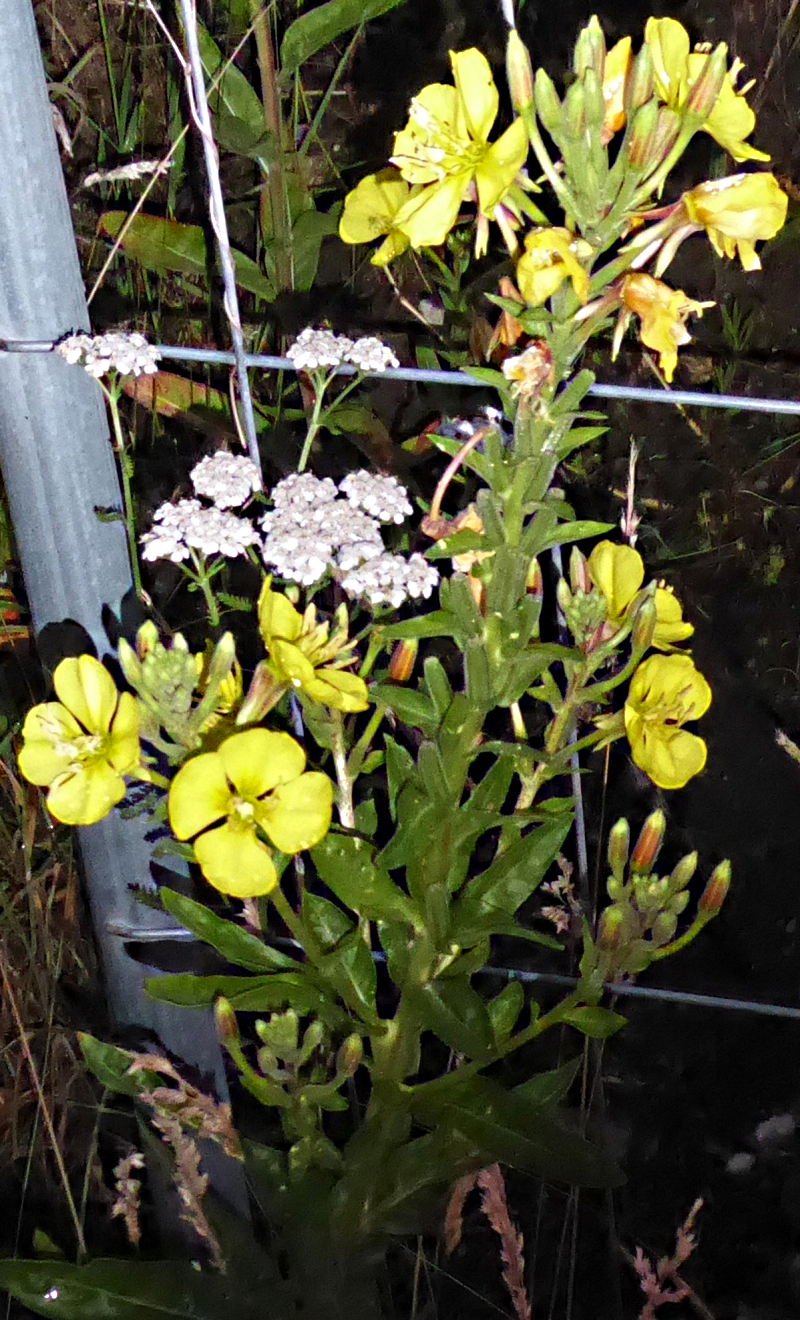 Bildbeschreibung und Urheberrecht