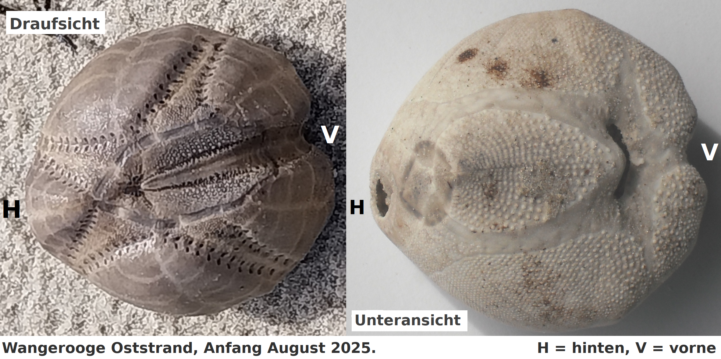 Bildbeschreibung und Urheberrecht