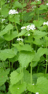 Bildbeschreibung und Urheberrecht