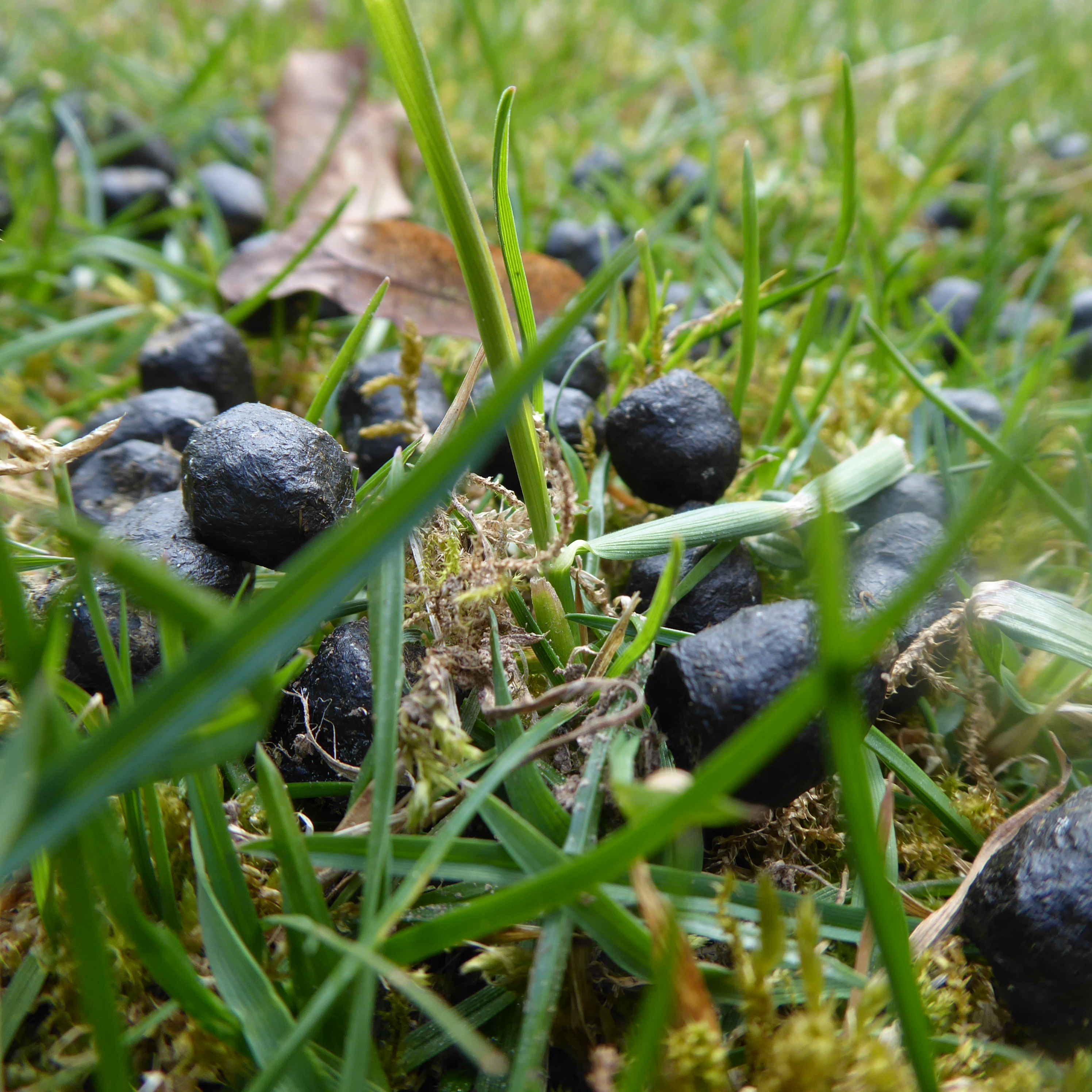 Bildbeschreibung und Urheberrecht