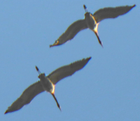 Bildbeschreibung und Urheberrecht