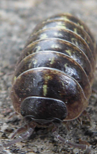 Bildbeschreibung und Urheberrecht