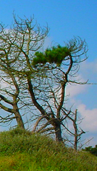 Bildbeschreibung und Urheberrecht