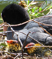 Bildbeschreibung und Urheberrecht