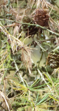 Bildbeschreibung und Urheberrecht