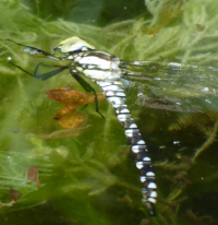 Bildbeschreibung und Urheberrecht