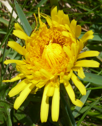 Bildbeschreibung und Urheberrecht