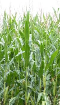 Bildbeschreibung und Urheberrecht