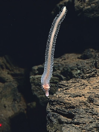 Bildbeschreibung und Urheberrecht