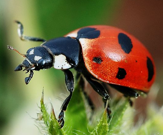 Bildbeschreibung und Urheberrecht