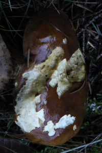 Bildbeschreibung und Urheberrecht