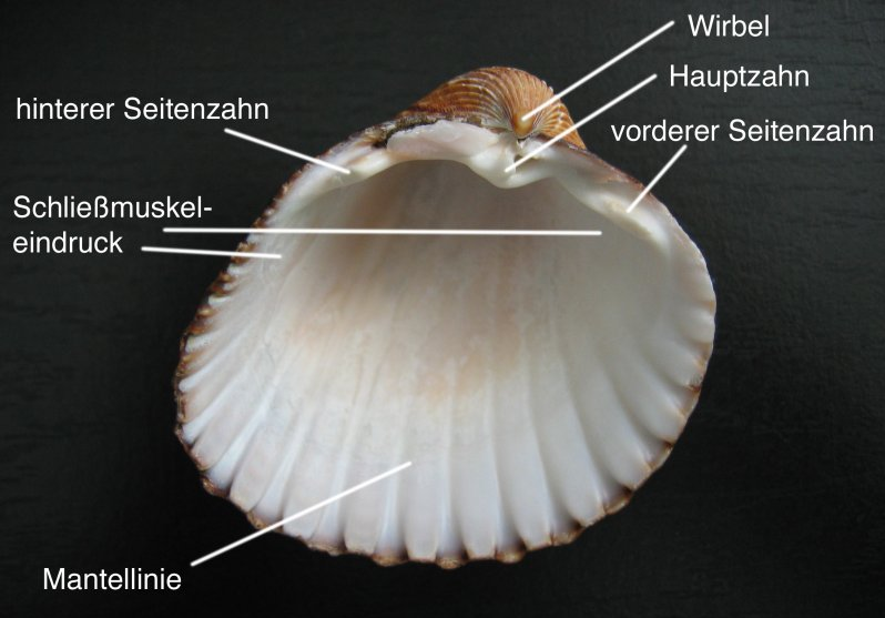 Bildbeschreibung und Urheberrecht
