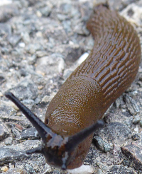 Bildbeschreibung und Urheberrecht