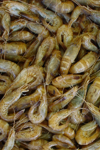 Bildbeschreibung und Urheberrecht