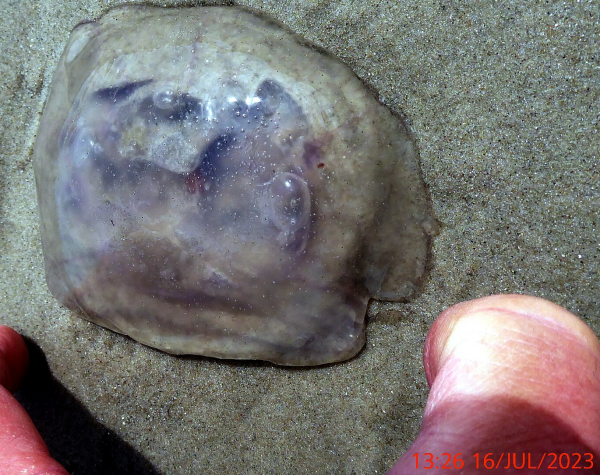 Bildbeschreibung und Urheberrecht