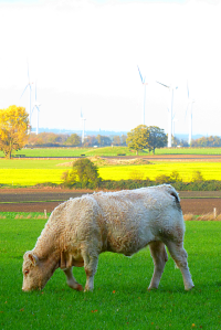 Bildbeschreibung und Urheberrecht