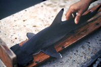 Bildbeschreibung und Urheberrecht