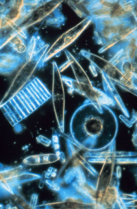 Bildbeschreibung und Urheberrecht