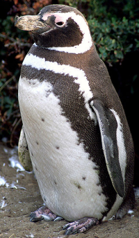 Bildbeschreibung und Urheberrecht