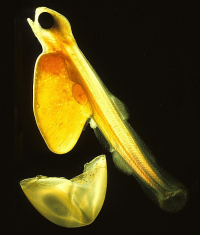Bildbeschreibung und Urheberrecht