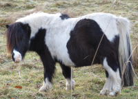 Bildbeschreibung und Urheberrecht