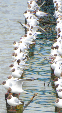 Bildbeschreibung und Urheberrecht