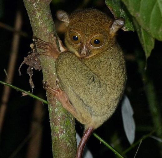 Bildbeschreibung und Urheberrecht