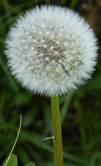 Bildbeschreibung und Urheberrecht