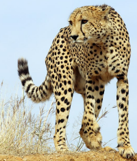 Bildbeschreibung und Urheberrecht