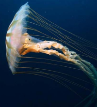 Bildbeschreibung und Urheberrecht