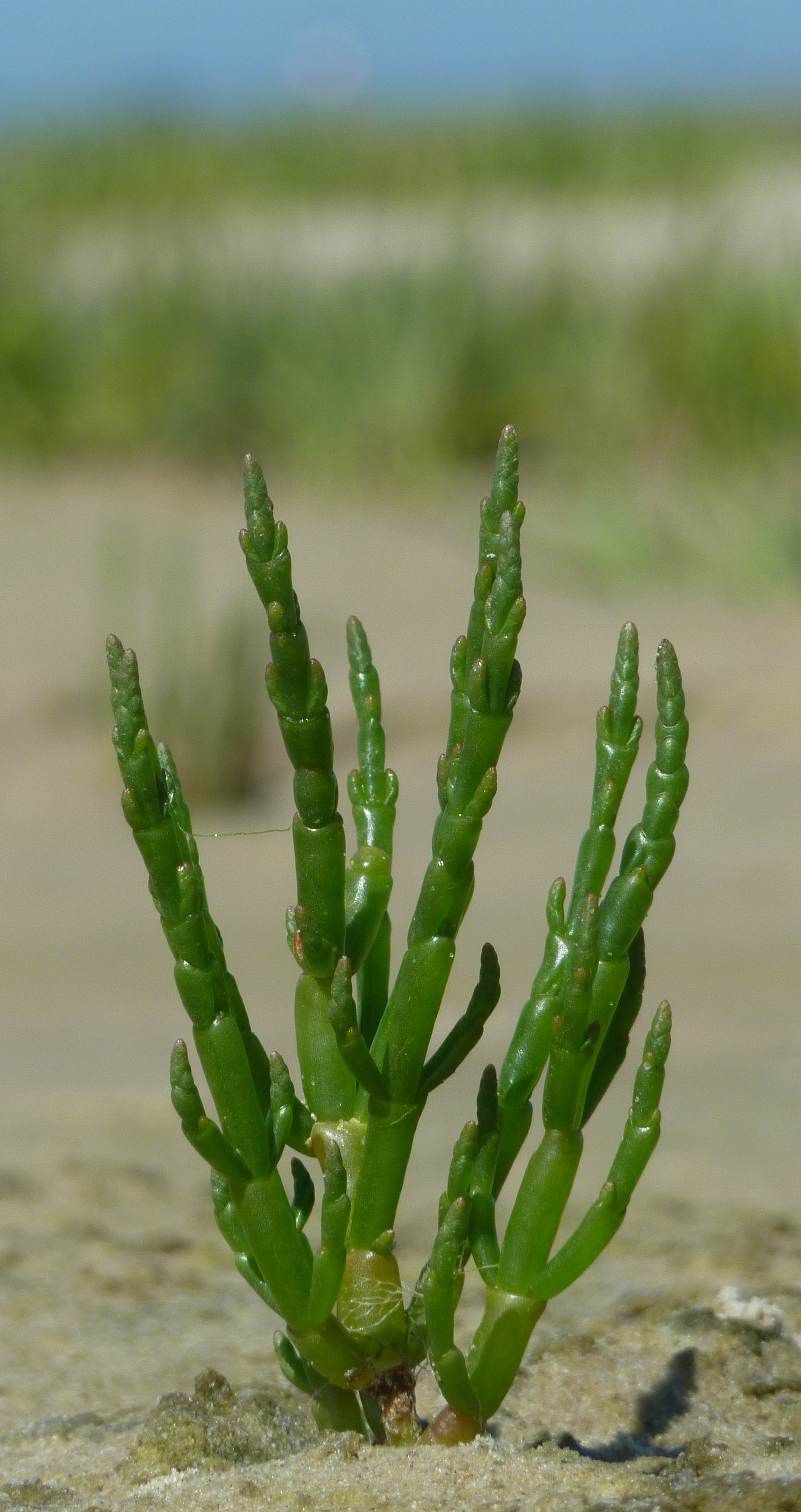 Bildbeschreibung und Urheberrecht