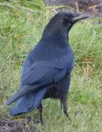 Bildbeschreibung und Urheberrecht