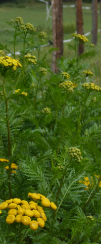 Bildbeschreibung und Urheberrecht