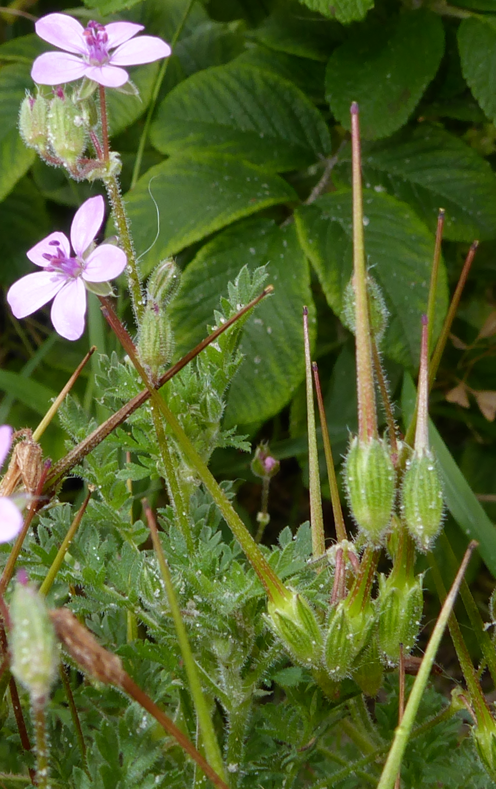 Bildbeschreibung und Urheberrecht