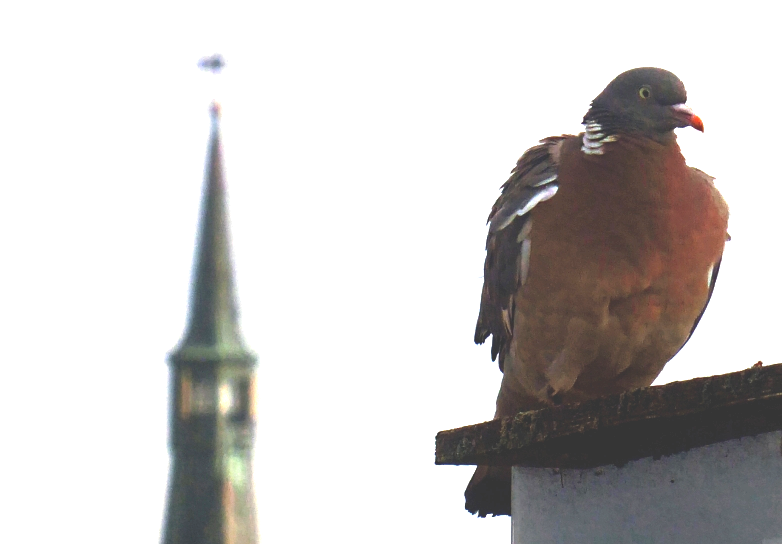 Bildbeschreibung und Urheberrecht