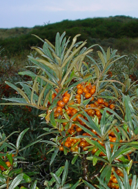 Bildbeschreibung und Urheberrecht