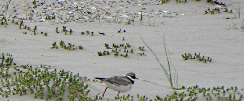 Ein Sandregenpeifer, erkennbar an dem weißen Bruststreifen. Für diese Tiere war das Muschelfeld an der Wangerooger Ostspitze abgesperrt. Sandregenpfeifer sind Bodenbrüter. Das Pärchen hier hatte wohl schon Junge. Die Vögel huschten den ganzen Tag über mit schnellen Bewegungen über die Fläche, bei Ebbe auch über das freigwordene Sandwatt zur Seeseite hin. Die Beobachtungsdauer war von 9:50 Uhr morgens bis 10:20 Uhr abends.