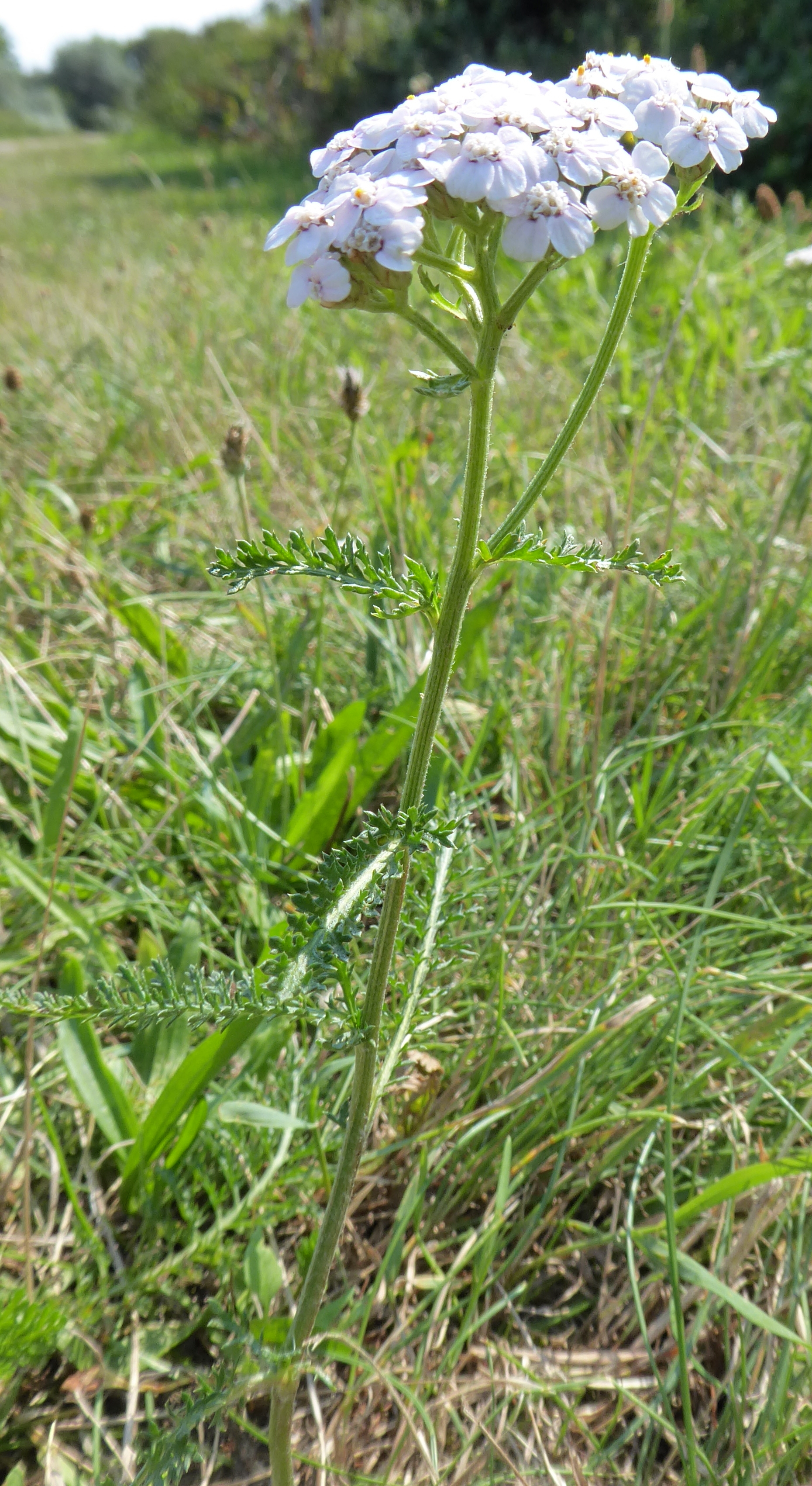 Bildbeschreibung und Urheberrecht