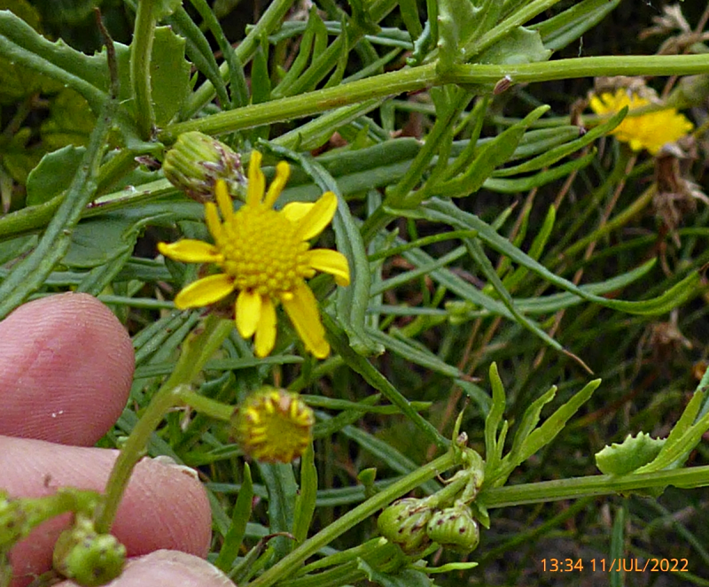Bildbeschreibung und Urheberrecht