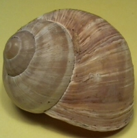 Bildbeschreibung und Urheberrecht