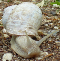 Bildbeschreibung und Urheberrecht