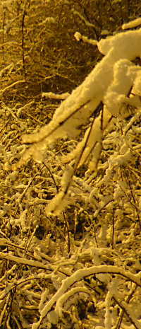 Man sieht Geäst mit viel Neuschnee darauf.