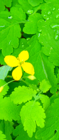 Bildbeschreibung und Urheberrecht